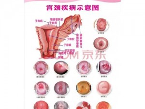 女性24种B型外形图片—女性 24 种 B 型外形图片大放送