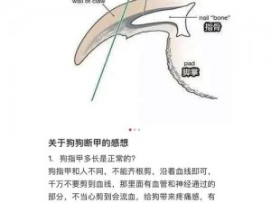 为什么-如何-怎样进入狗狗的身体甲？