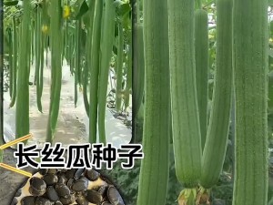 草莓香蕉榴莲丝瓜18岁(草莓香蕉榴莲丝瓜 18 岁：探索成长的奇妙旅程)