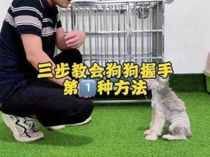 和狗狗做的教程 动作、如何教狗狗握手？