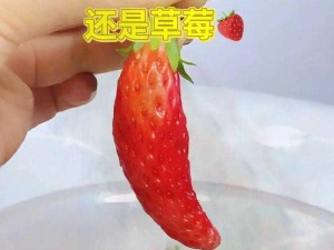 为什么看了那么多直播，却依然种不好草莓？草莓直播间答疑解惑