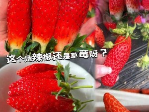 为什么香蕉丝瓜草莓樱桃草莓榴莲污会同时出现？