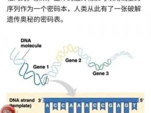 为什么人类和动物的 DNA 不能生小孩？