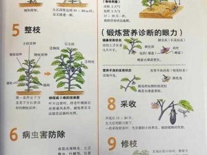 茄子和玉米种植哪个更疼？怎样选择适合自己的种植方式？