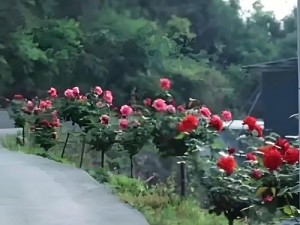 好爸爸牌鲜花，为女儿回家的路增添浪漫与温馨