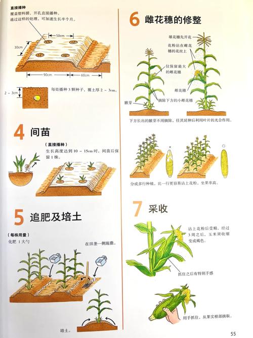 最后的绿洲玉米获取攻略:揭秘玉米高效种植与收获方式介绍