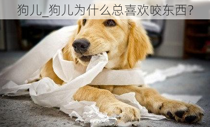 狗儿_狗儿为什么总喜欢咬东西？