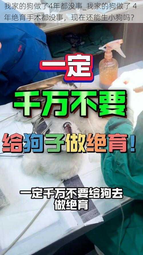 我家的狗做了4年都没事_我家的狗做了 4 年绝育手术都没事，现在还能生小狗吗？