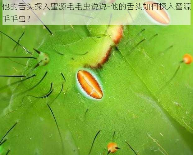 他的舌头探入蜜源毛毛虫说说-他的舌头如何探入蜜源毛毛虫？