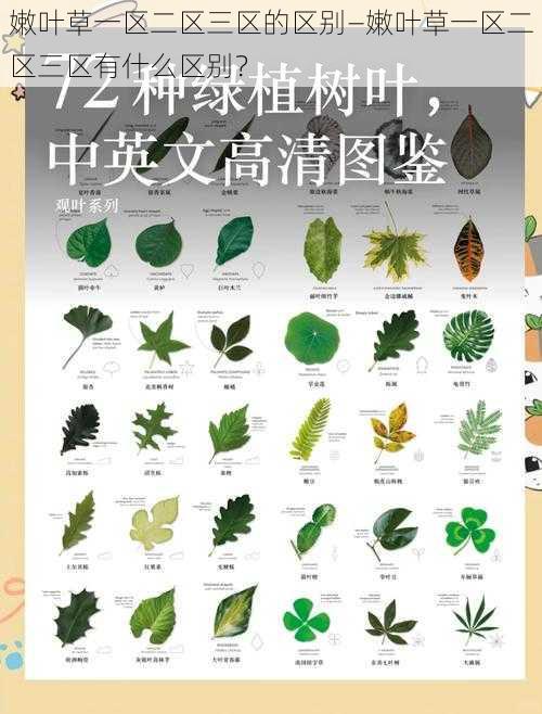 嫩叶草一区二区三区的区别—嫩叶草一区二区三区有什么区别？