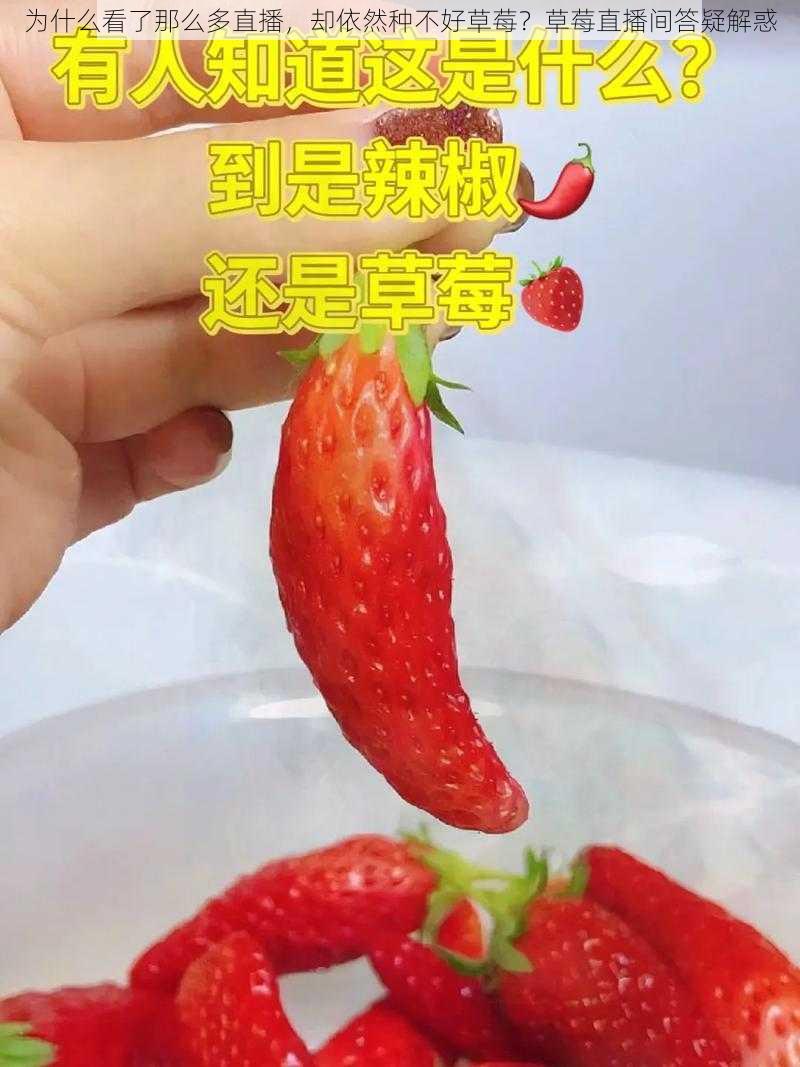 为什么看了那么多直播，却依然种不好草莓？草莓直播间答疑解惑