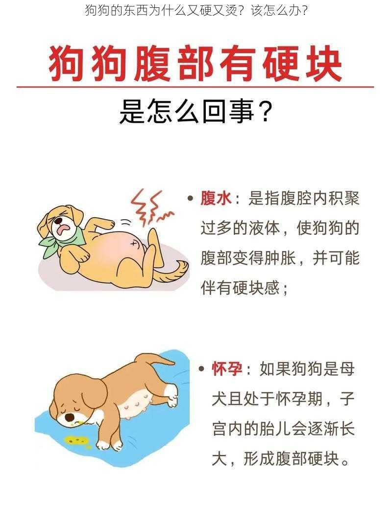 狗狗的东西为什么又硬又烫？该怎么办？