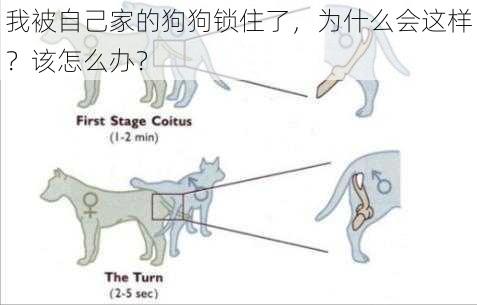 我被自己家的狗狗锁住了，为什么会这样？该怎么办？