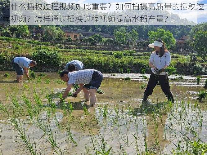 为什么插秧过程视频如此重要？如何拍摄高质量的插秧过程视频？怎样通过插秧过程视频提高水稻产量？