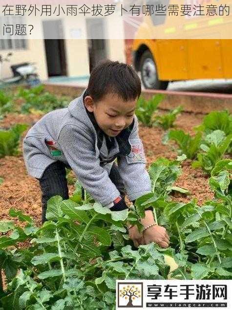 在野外用小雨伞拔萝卜有哪些需要注意的问题？