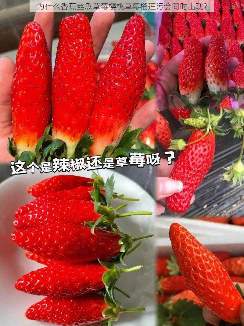 为什么香蕉丝瓜草莓樱桃草莓榴莲污会同时出现？