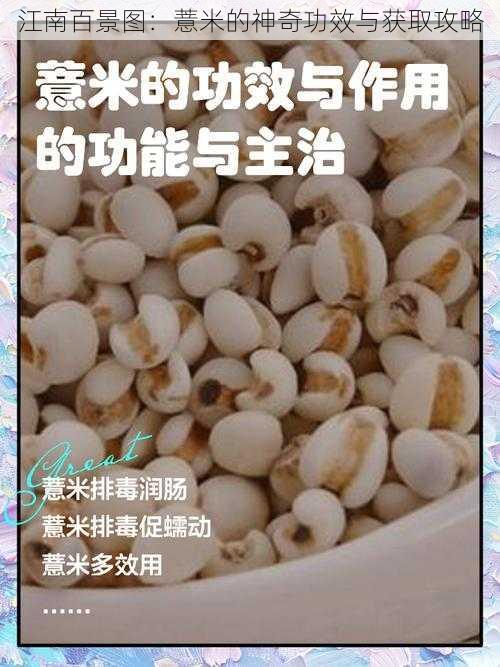 江南百景图：薏米的神奇功效与获取攻略